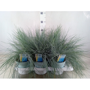 Festuca glauca 'Intens Blue'