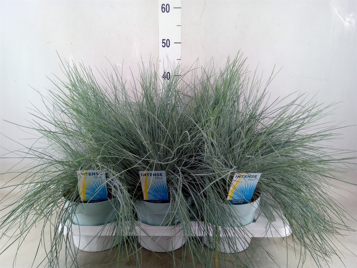 <h4>Festuca glauca 'Intens Blue'</h4>