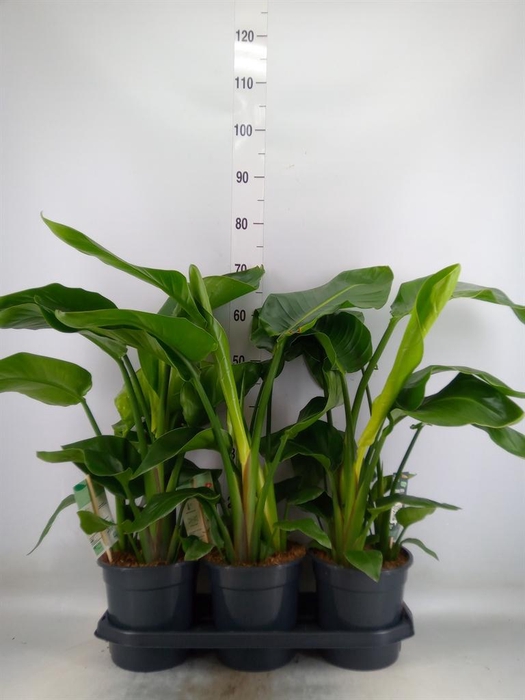 <h4>Strelitzia nicolai</h4>