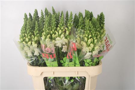 <h4>Antirrhinum Nl. White Antibes</h4>