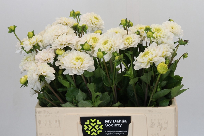<h4>Dahlia Never Give Up</h4>
