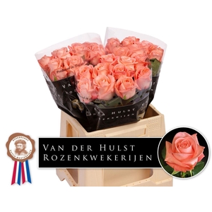 Rosa a grande fleur Liesbeth