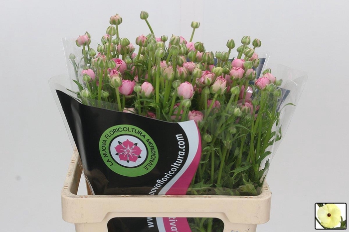 <h4>RAN N MODERNA DOLCE</h4>