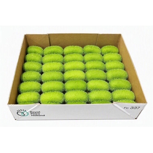 Sier Cucumis Maureen X35 Holl