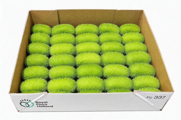 <h4>Sier Cucumis Maureen X35 Holl</h4>