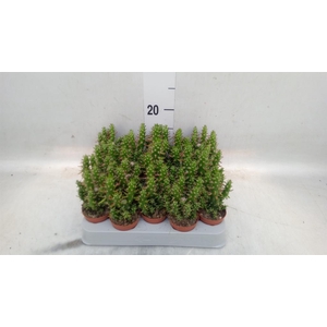 Austrocylindropuntia subulata