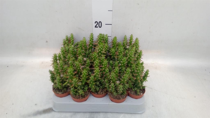 <h4>Austrocylindropuntia subulata</h4>