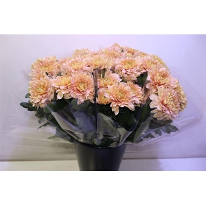 Chr G Kalimba Salmon