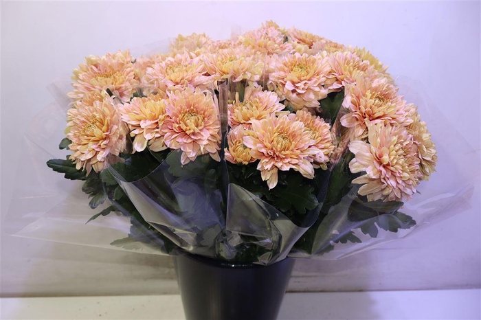 <h4>Chr G Kalimba Salmon</h4>