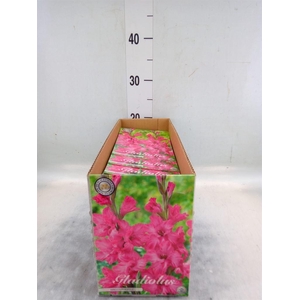 Flowerbulbs, corns or tubers   ...