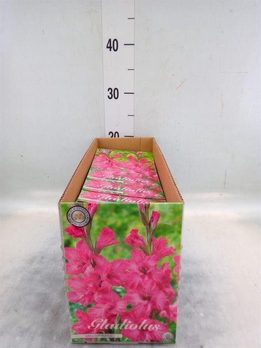 <h4>Flowerbulbs, corns or tubers   ...</h4>