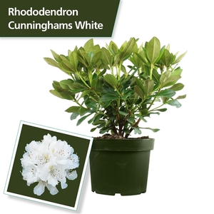 Rhodo. 'Cunningham's White' white