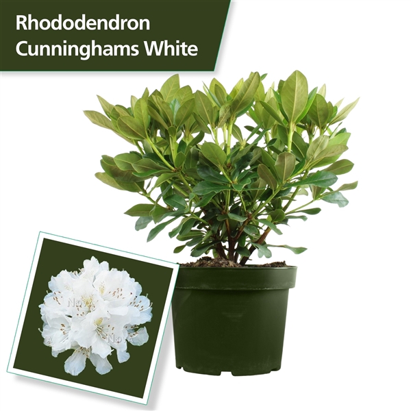 <h4>Rhodo. 'Cunningham's White' white</h4>