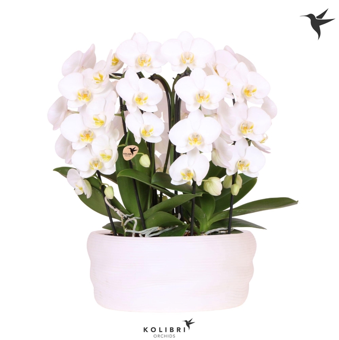 <h4>Kolibri Orchids Phalaenopsis Mono Bouquet Niagara Fall white 6 spike in dish white</h4>