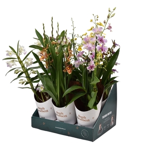 Orchideeën mix 3 tak 12 cm in Bush Brothers showdoos met potcover