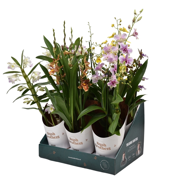 <h4>Orchideeën mix 3 tak 12 cm in Bush Brothers showdoos met potcover</h4>