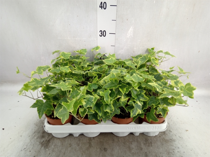 <h4>Hedera helix 'Goldchild'</h4>