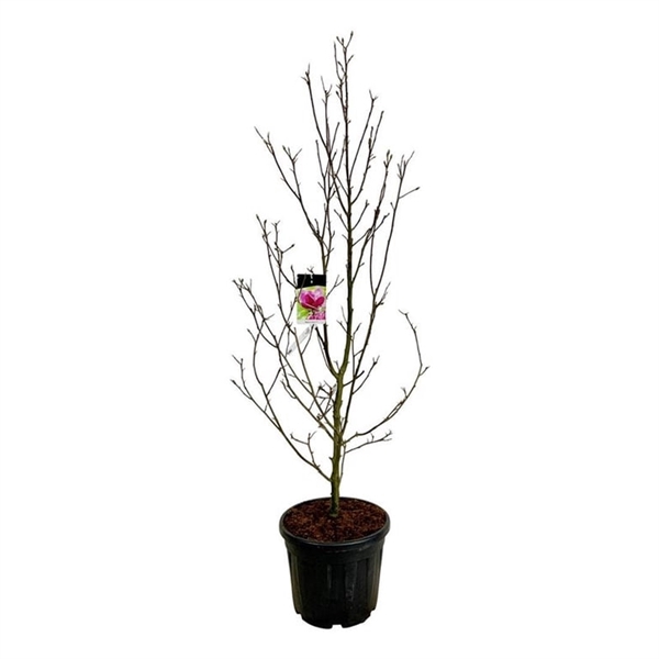 <h4>Magnolia 'Genie' (pbr)</h4>