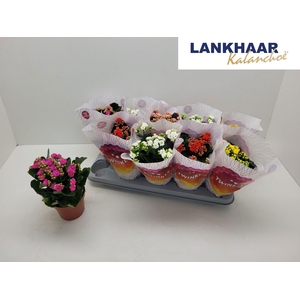 KAL GE PERF GEM 5 KL