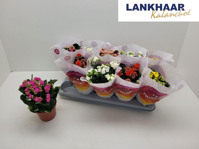 <h4>KAL GE PERF GEM 5 KL</h4>