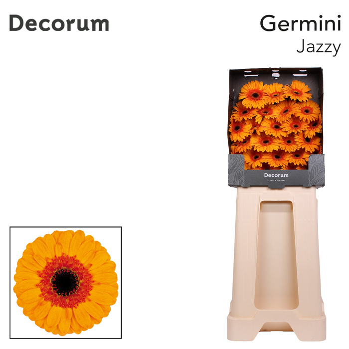<h4>Germini Jazzy Diamond</h4>