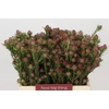 Kaaps Groen Jubilee Crown Spray