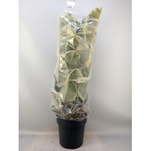 Ficus elastica 'Tineke'