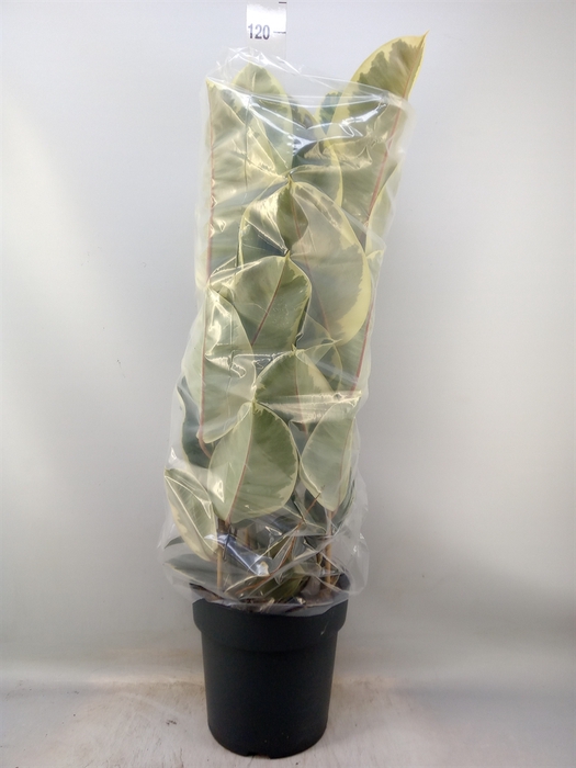 <h4>Ficus elastica 'Tineke'</h4>