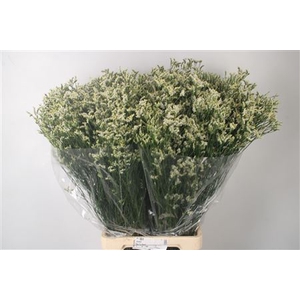 Lim Sin Clear Diamon White