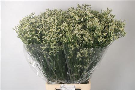 <h4>Lim Sin Clear Diamon White</h4>