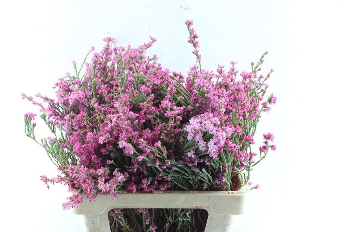 <h4>Kaaps Erica Pink</h4>