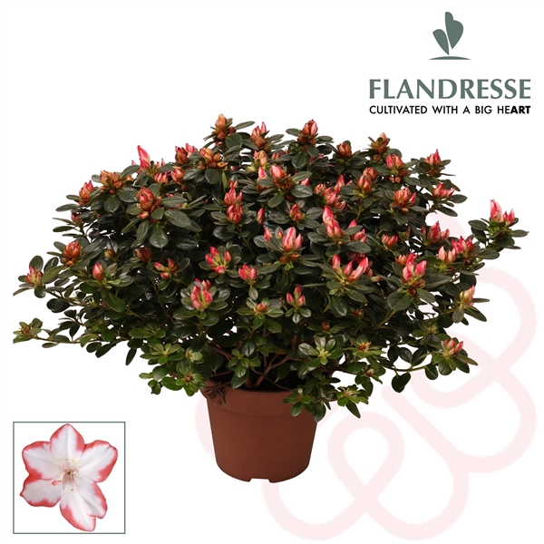 <h4>Azalea Flandresse® 'sachenstern' 37 - 40 cm</h4>