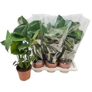 MONSTERA DELICIOSA