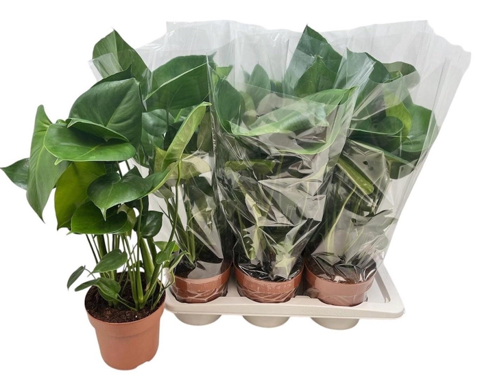 <h4>MONSTERA DELICIOSA</h4>