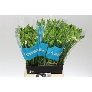 Ornithogalum T Mount Fuji