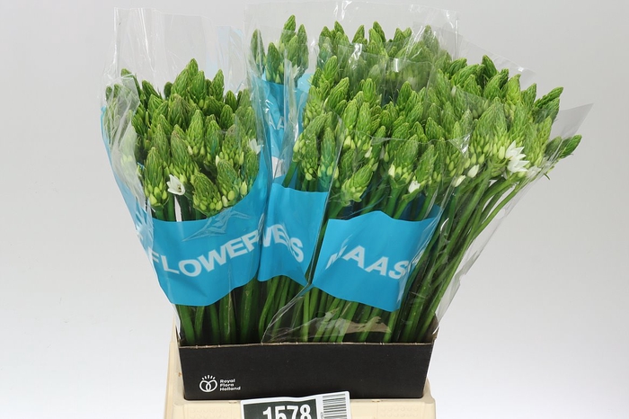 <h4>Ornithogalum T Mount Fuji</h4>