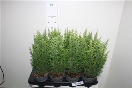 <h4>Cham L Ellwoodii</h4>