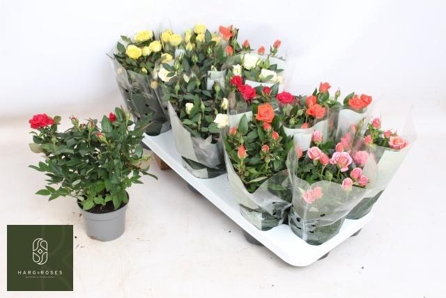 arr8 Ro Kordana Gem 5 Srt