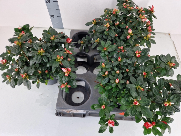 <h4>RHODO SI OV</h4>