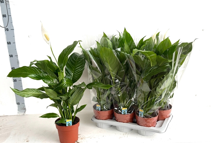 <h4>SPATH SWEET SILVIO</h4>