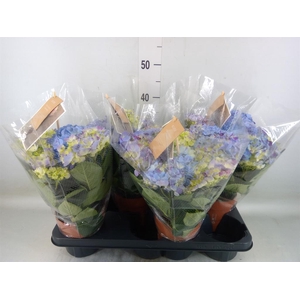 Hydrangea mac. 'Sweet Campino'