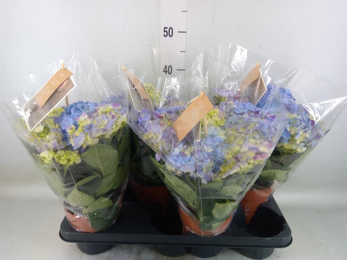 <h4>Hydrangea mac. 'Sweet Campino'</h4>