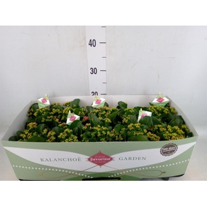 Kalanchoe blos. 'Favor Bella Rosa'