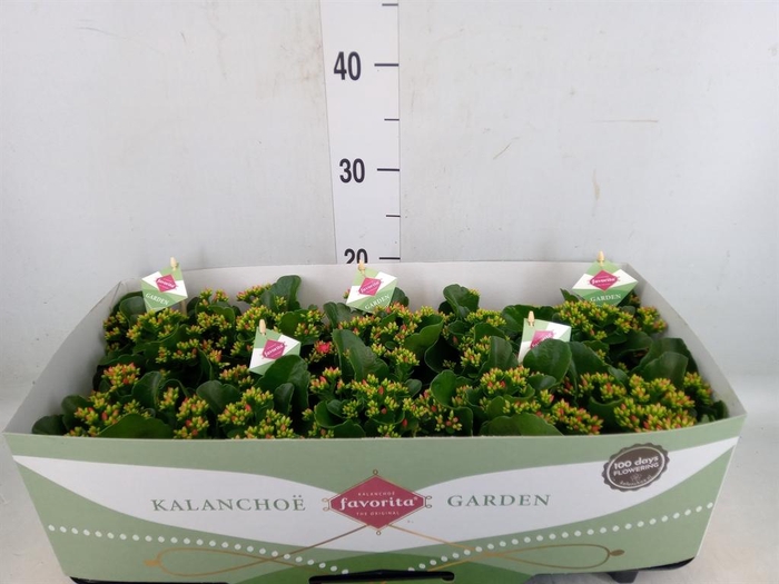 <h4>Kalanchoe blos. 'Favor Bella Rosa'</h4>