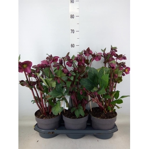 Helleborus  'Fkiss Annas Red'