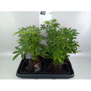 Arr.   Kamerplant Groen H%