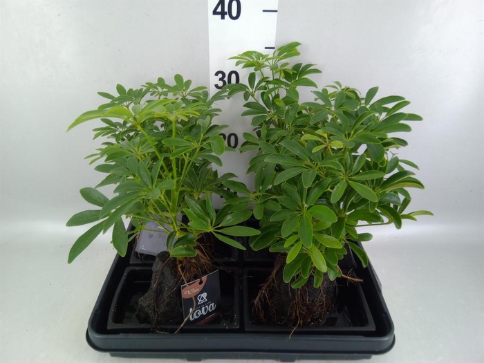 <h4>Arr.   Kamerplant Groen H%</h4>