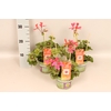Pelargonium Calliope cascade Rose