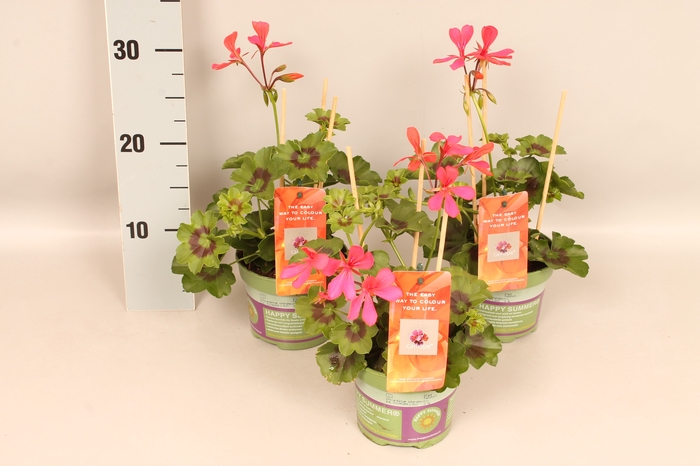 Pelargonium Calliope cascade Rose