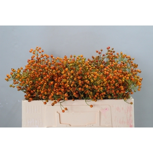ROSA PRINSBERRY ORAN